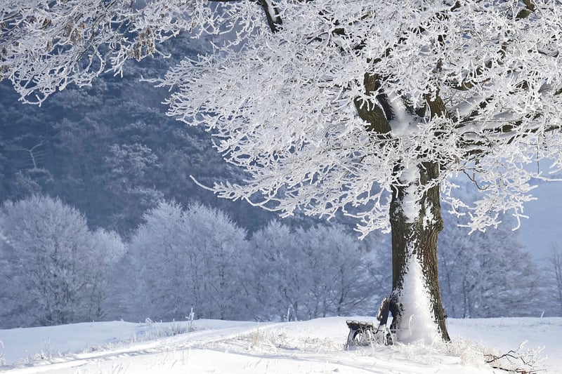 Winter Wonderland